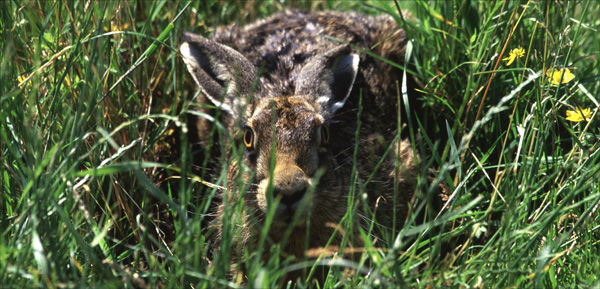 Crouching Hare.